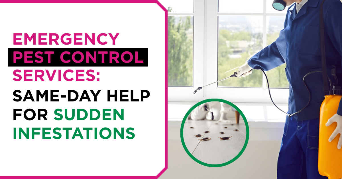 Emergency Pest Control Services: Same-Day Help for Sudden Infestations