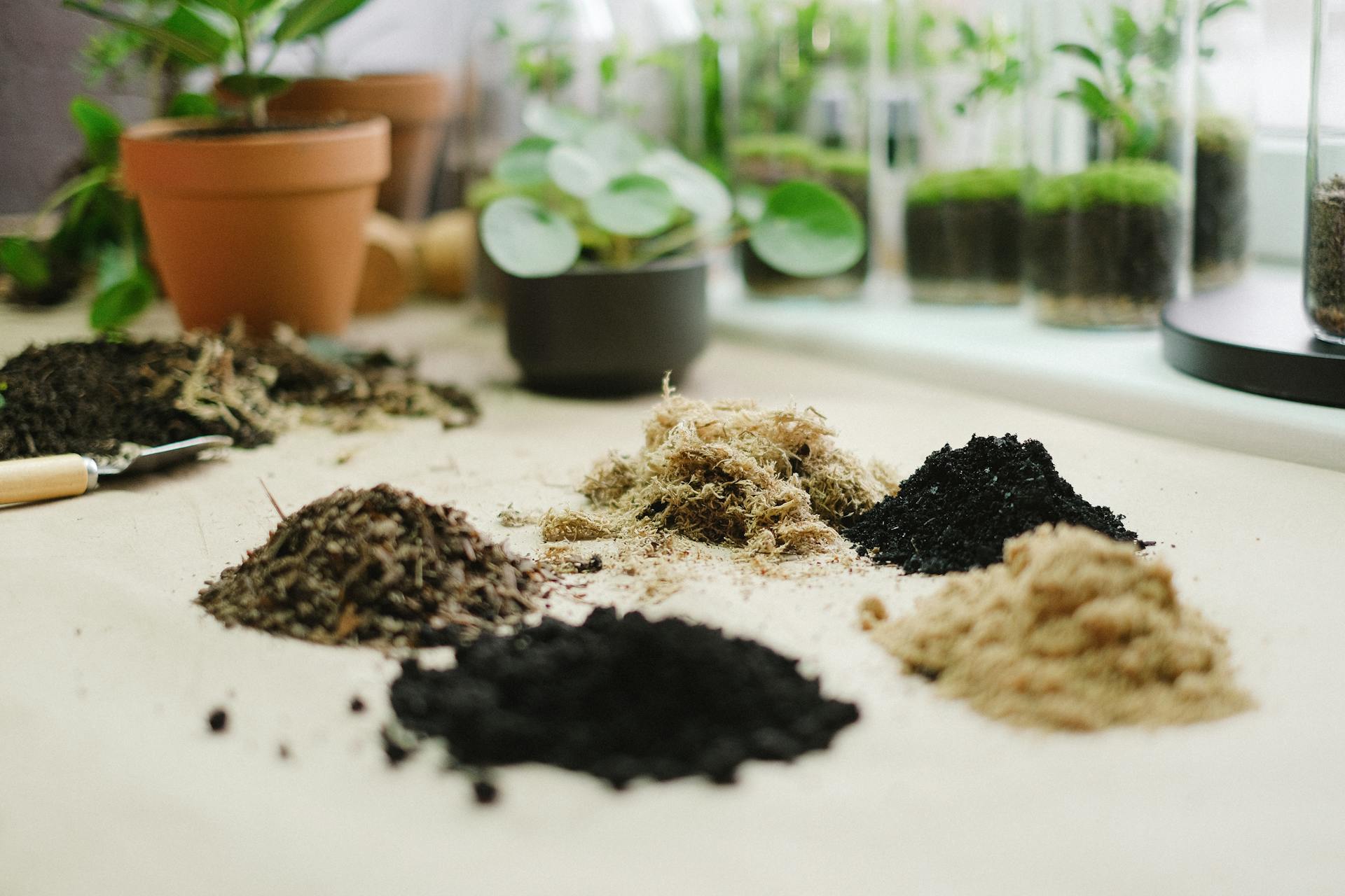 Gardening Tips for a Lush Backyard