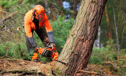 A lumber cutting wood