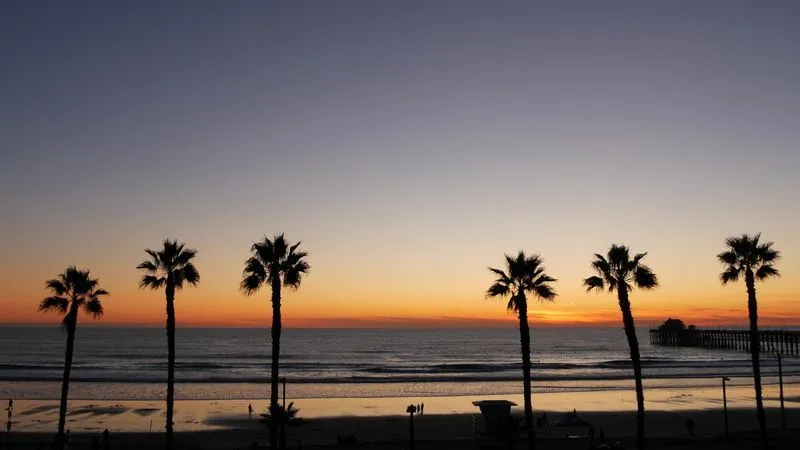 Palms at the beach, with the sea in the background