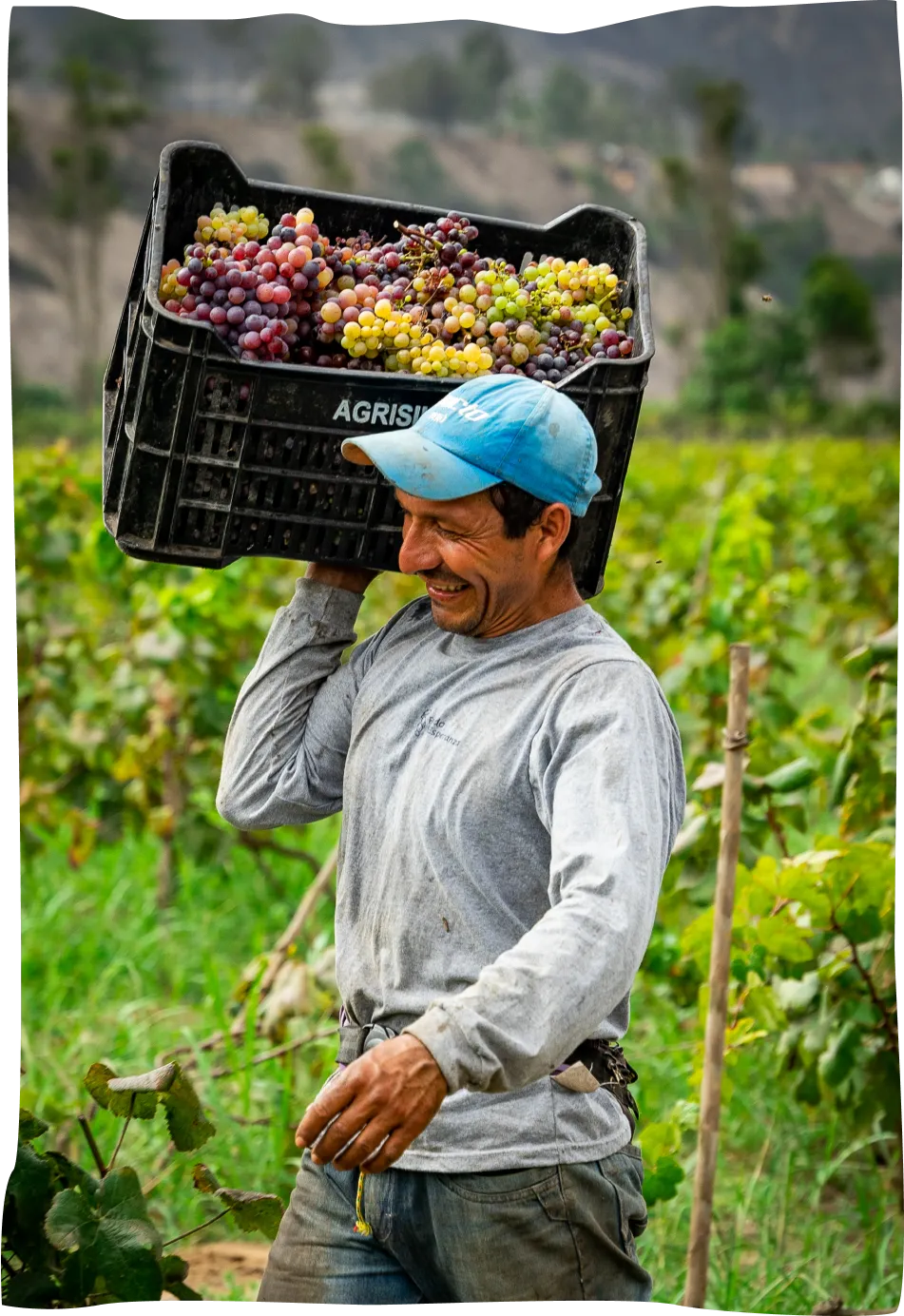 A man carrying a basket of grapes on his head.