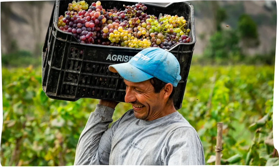 A man carrying a basket of grapes on his head.