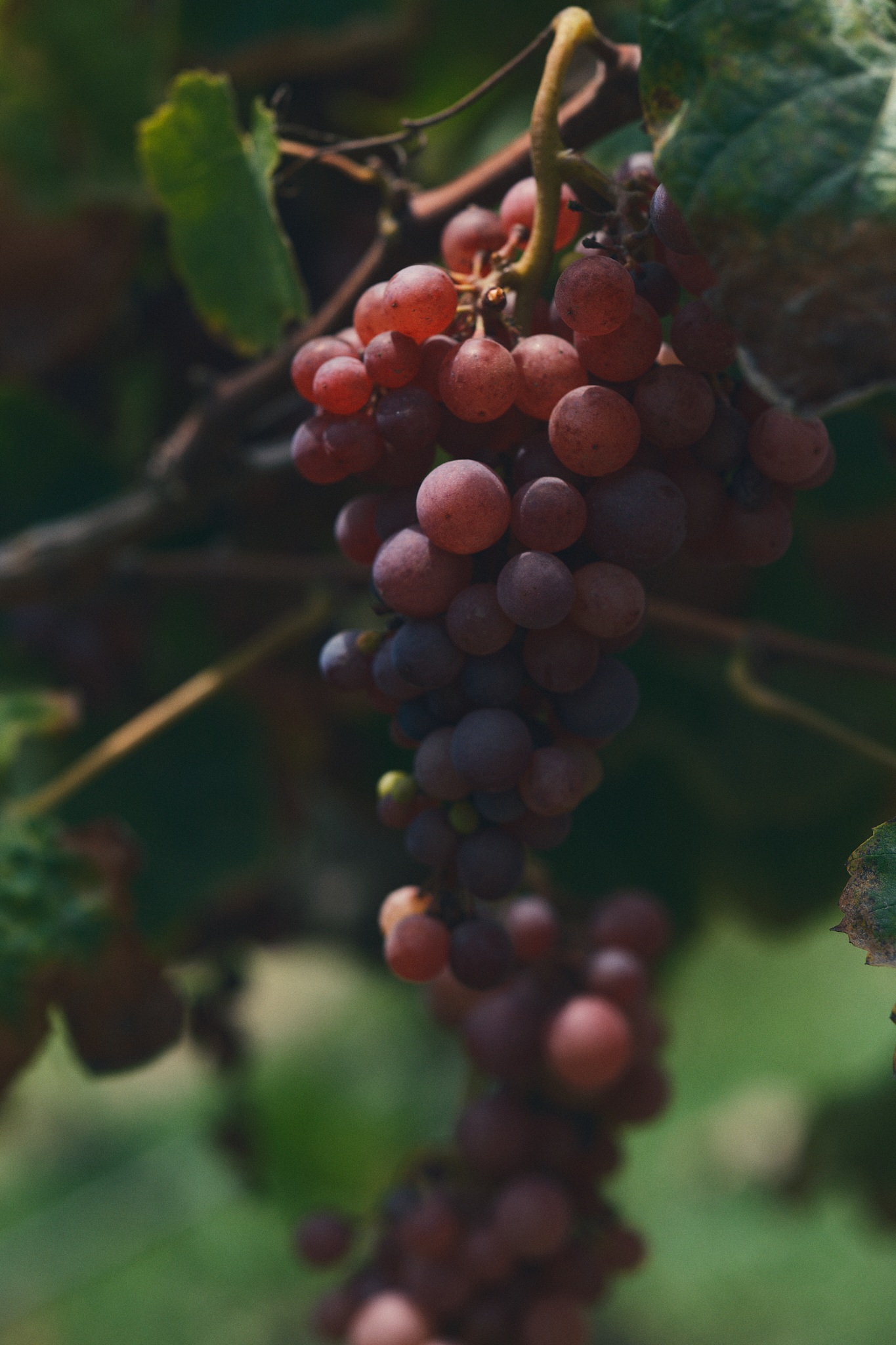 Cluster of ripe and unripe purple grapes hanging on a vine with green leaves in the background.
