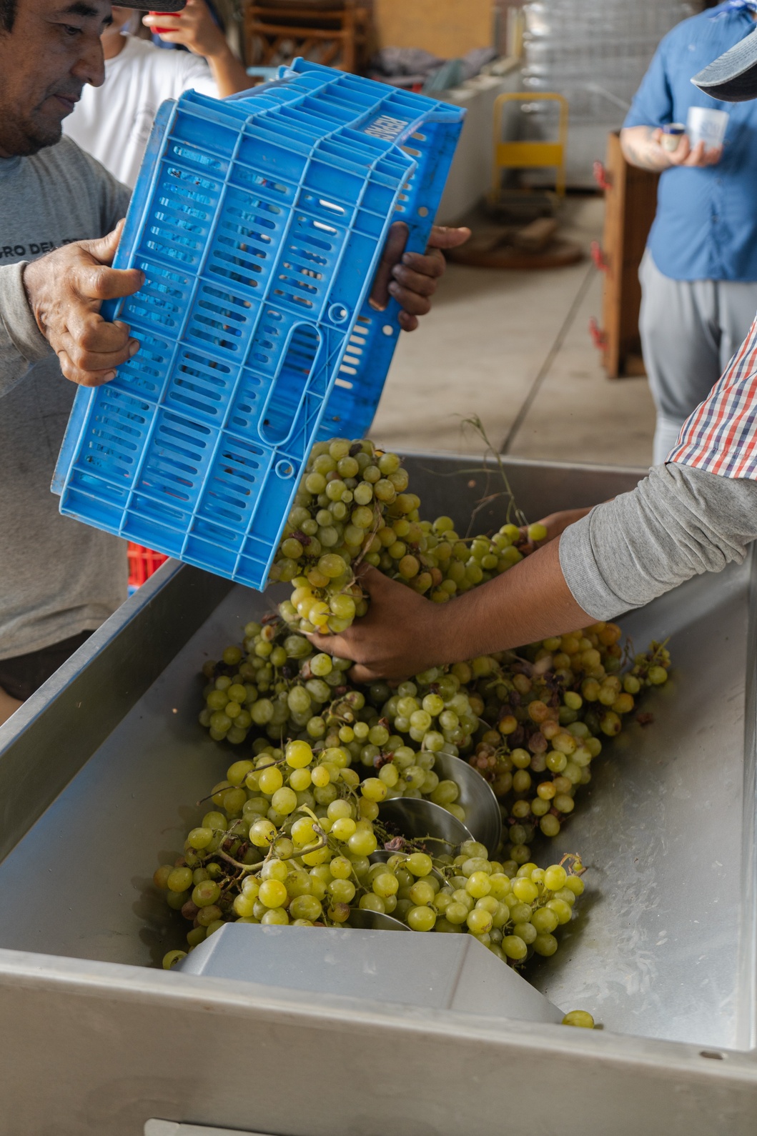 Two people placing green grape clusters into a large metal grape crusher.