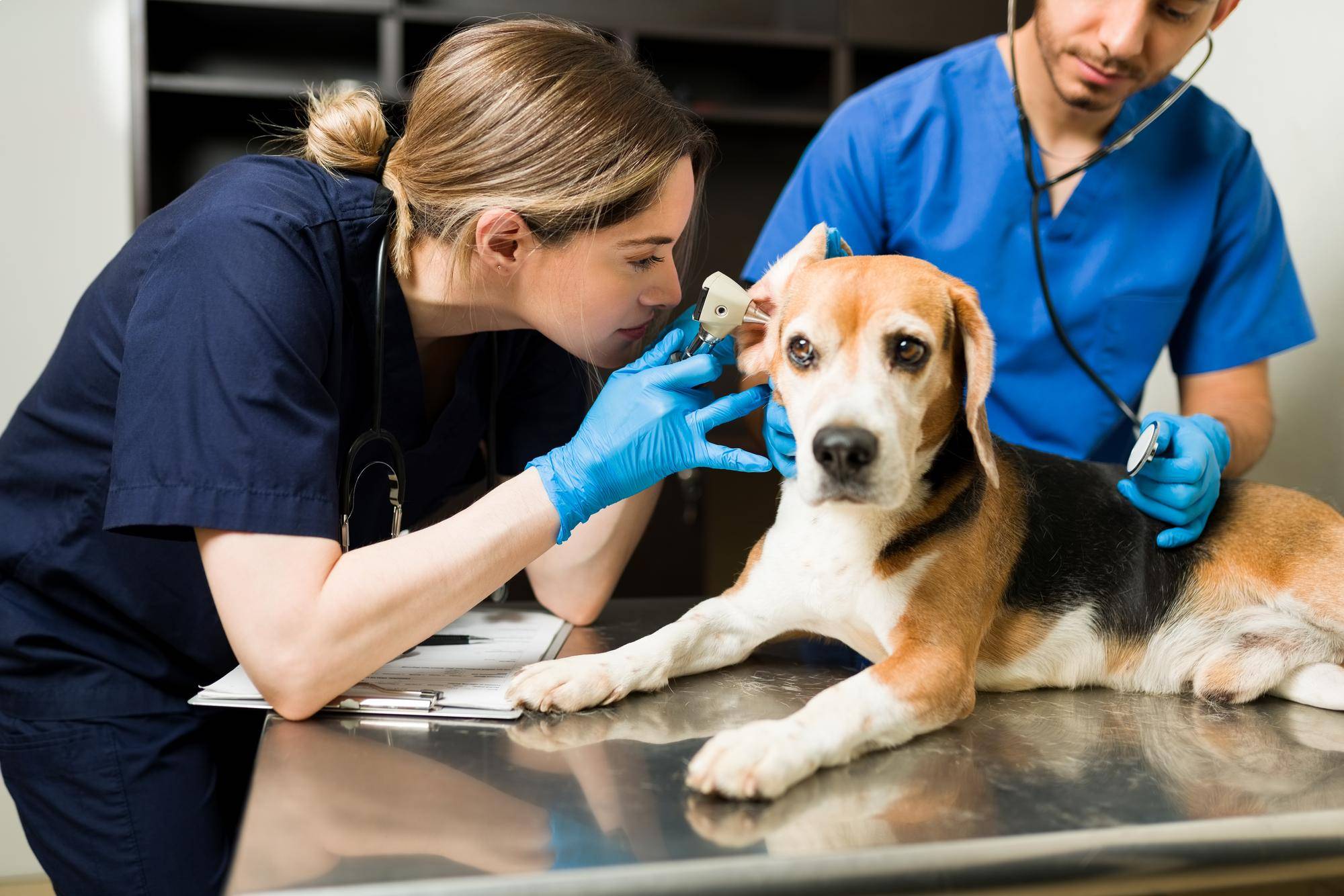 Life in clinic - Pets Care Veterinary Clinic Webflow Template