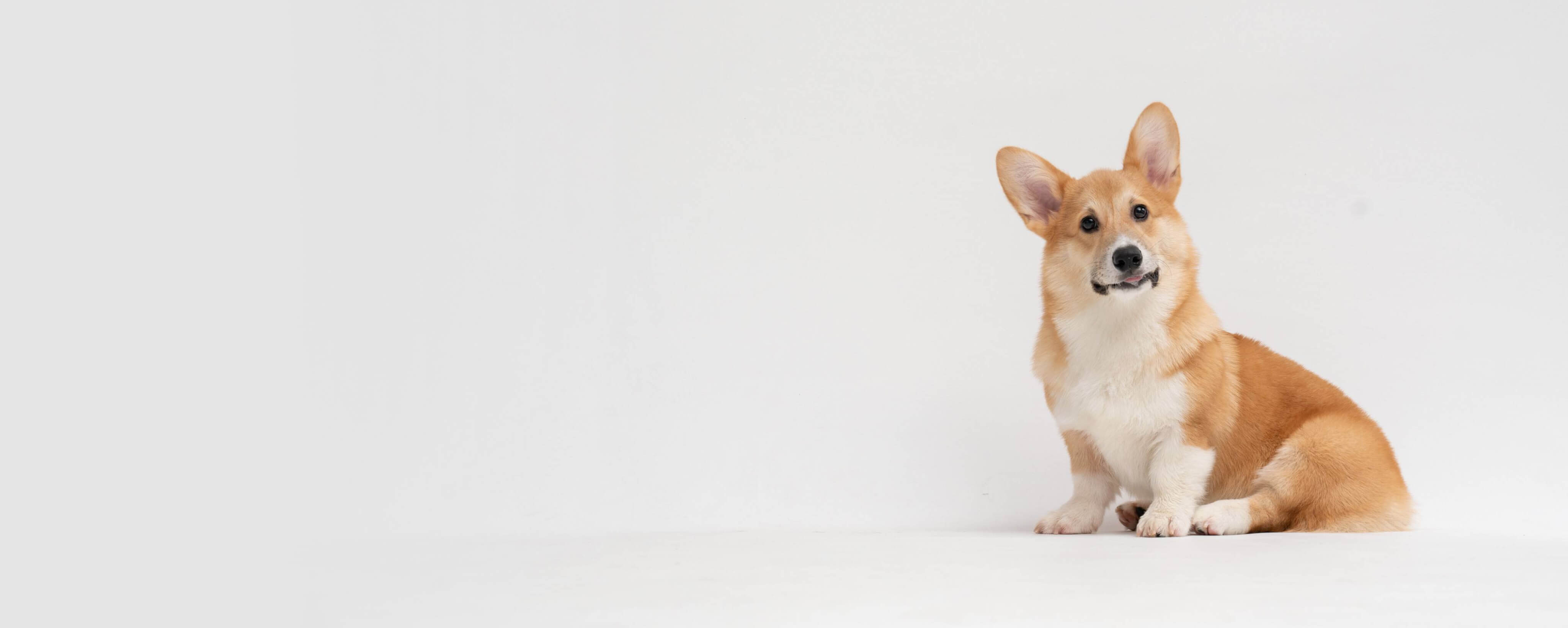 Corgi looking - Pets Care Veterinary Clinic Webflow Template.jpg