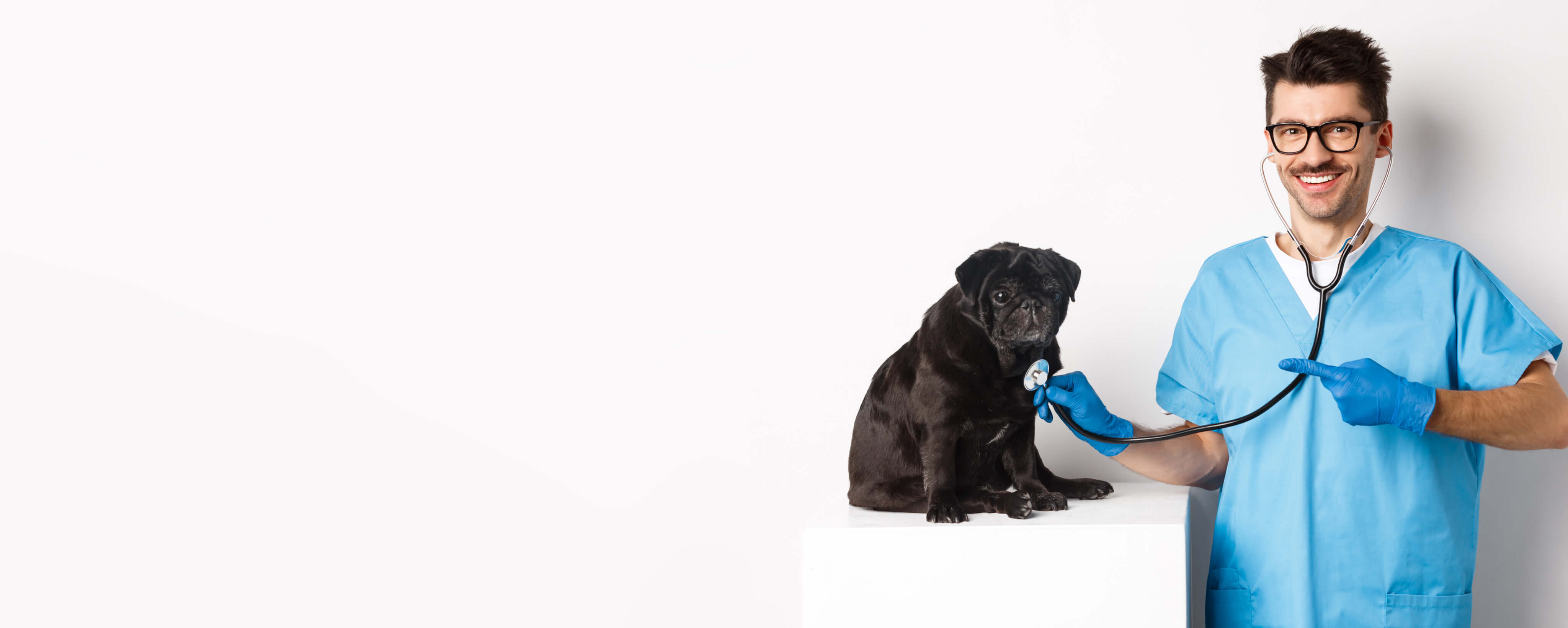 Handsome veterinarian examining cute black dog pointing finger pet during check - Pets Care Veterinary Clinic Webflow Template