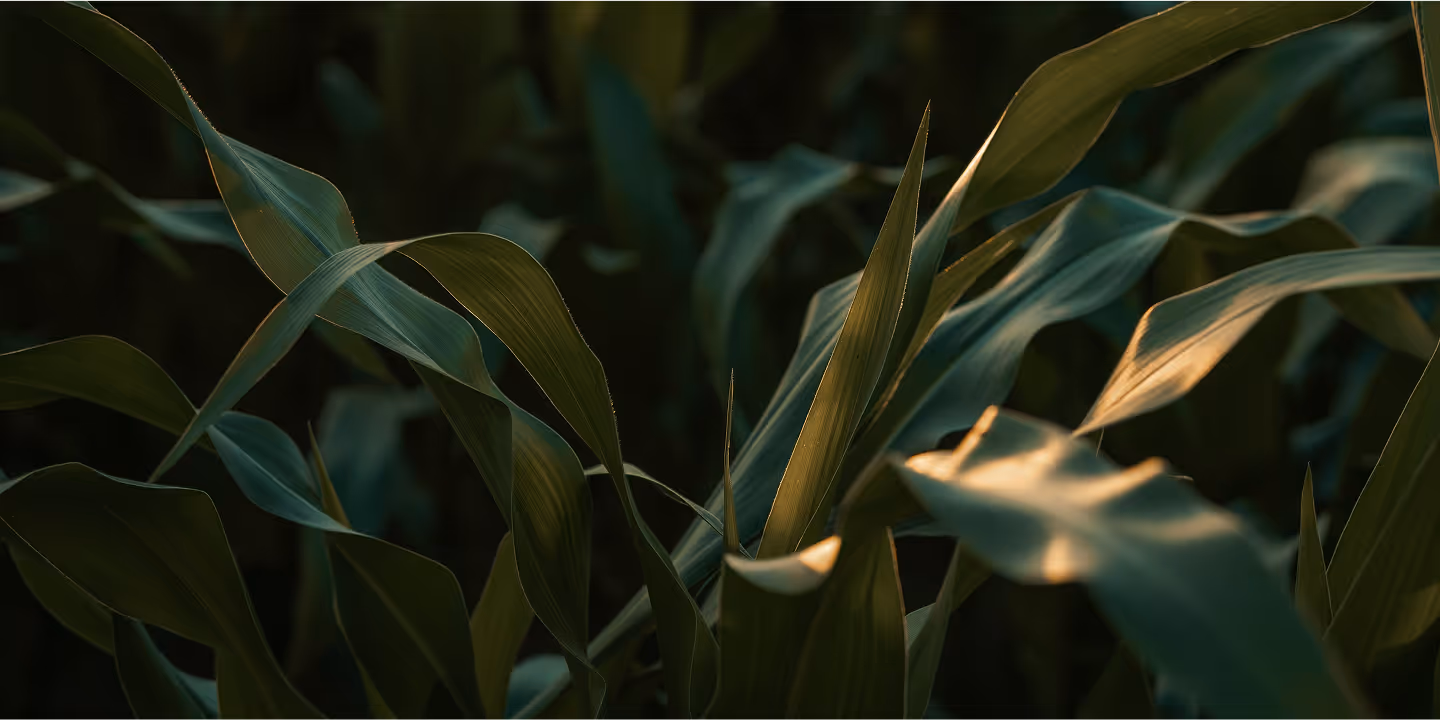 Leaves in an open field