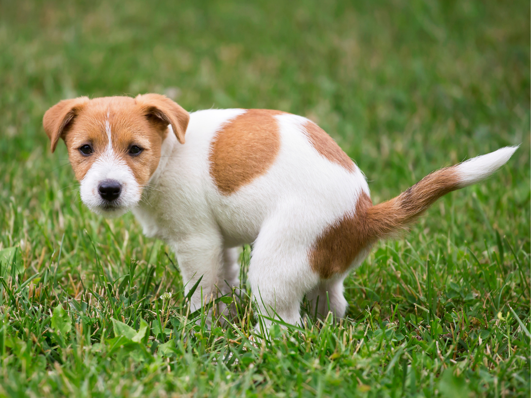 Giardia hond