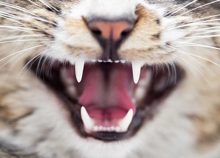 Gebitsverzorging bij de kat