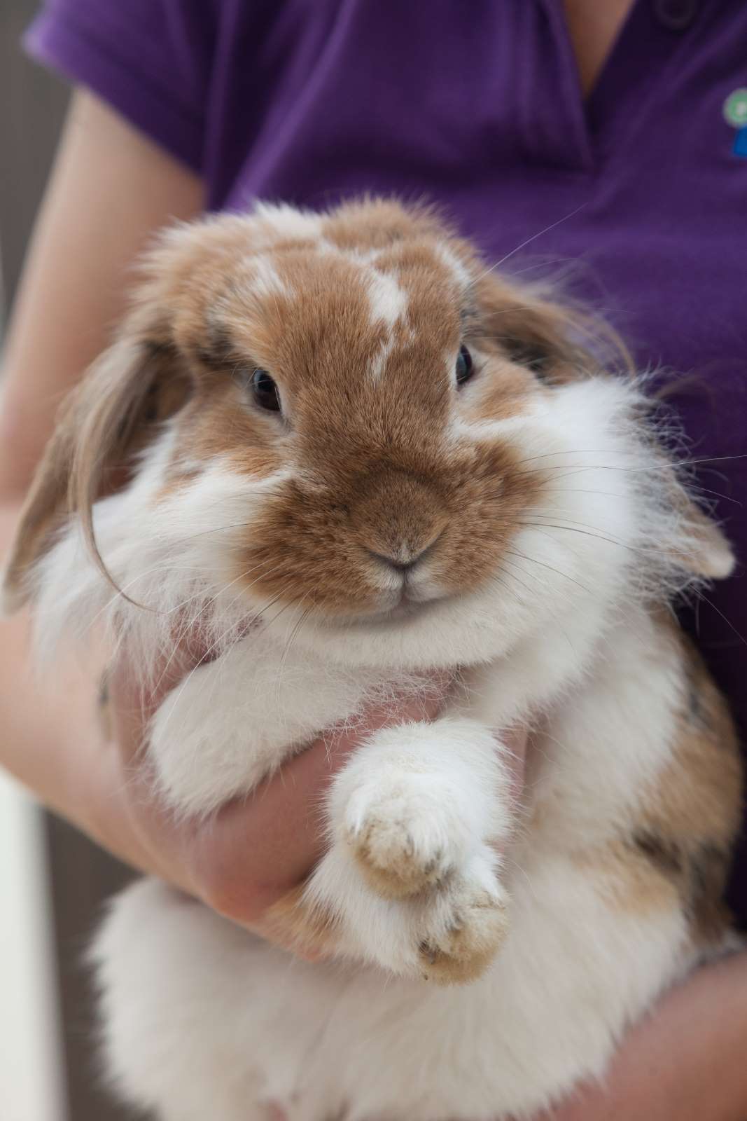 Dierenarts konijn GELRE Dierenartsen