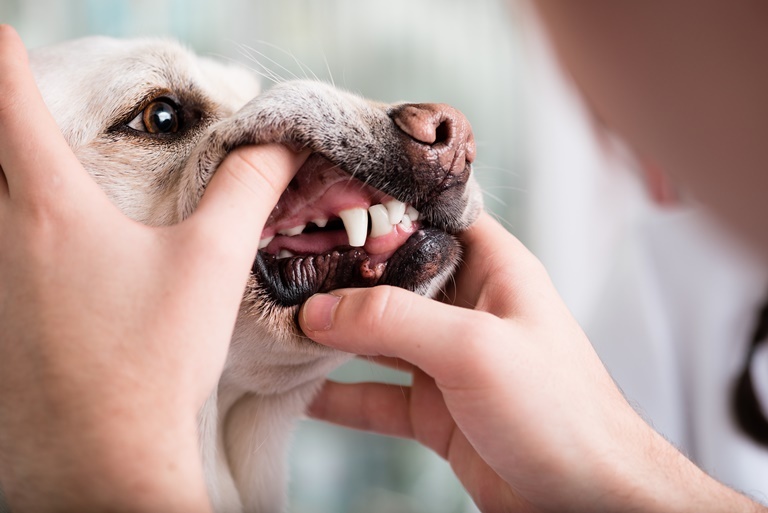 Gebitsverzorging bij de hond