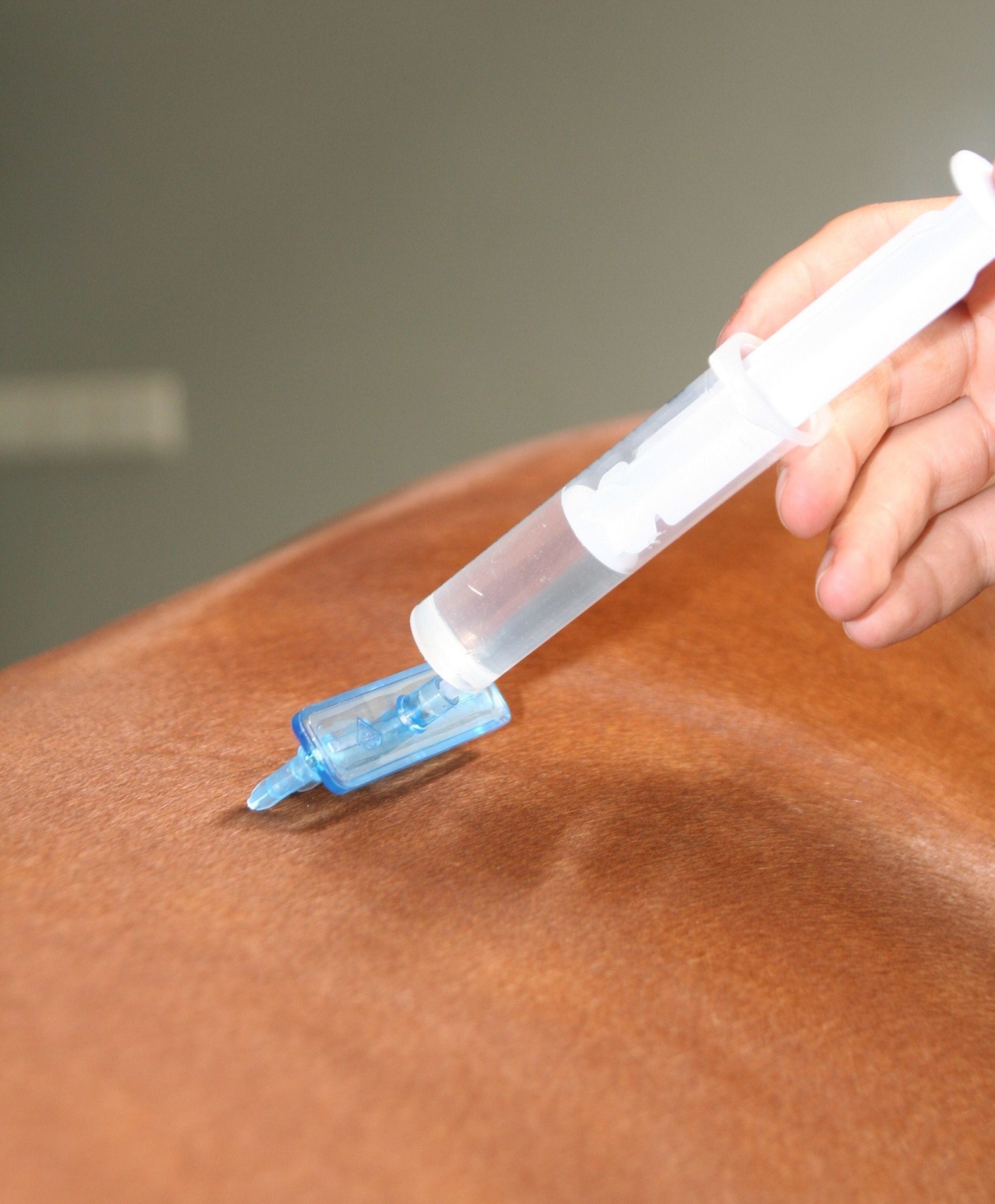Mesotherapie bij het paard GELRE Dierenartsen