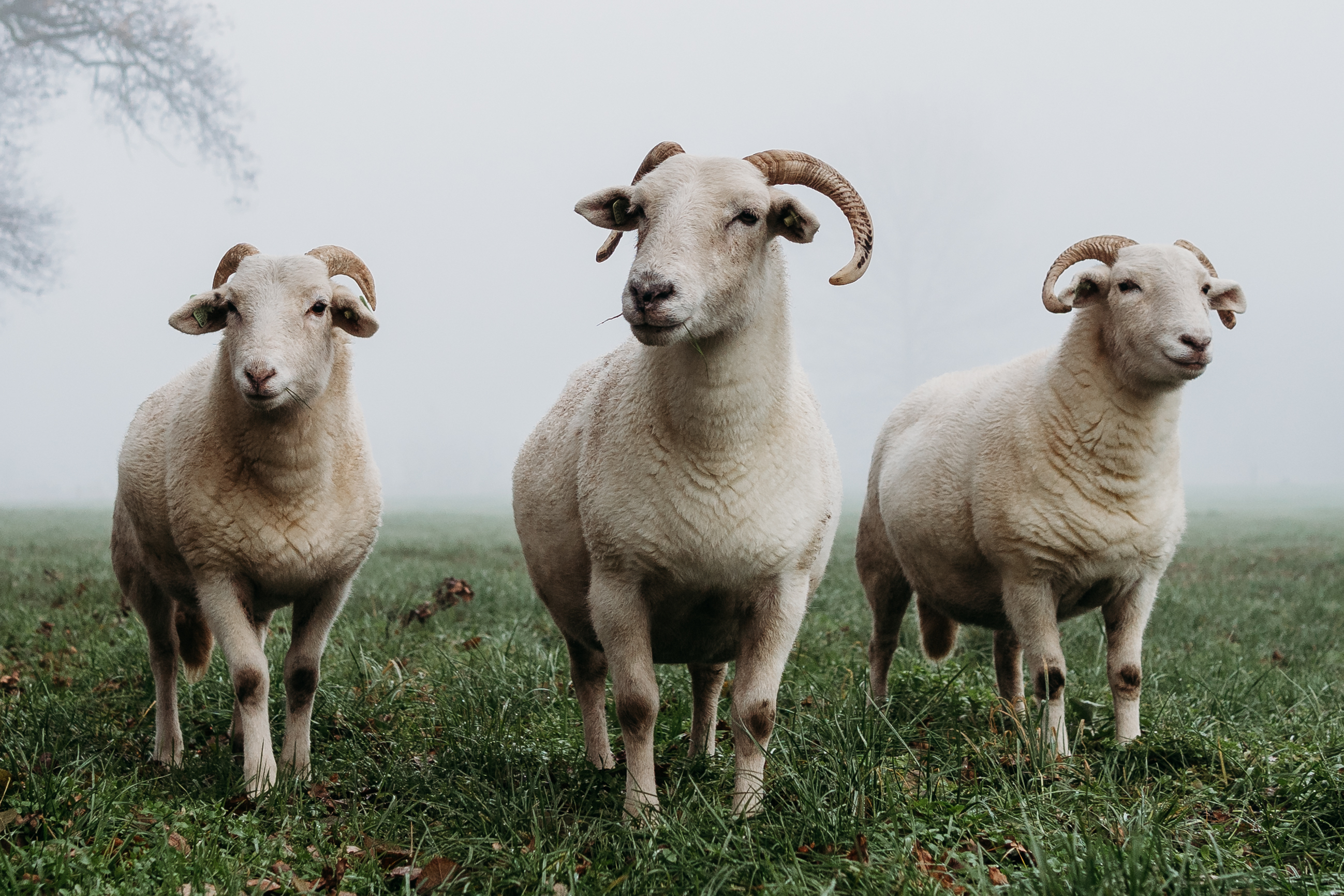 Schapen dierenkliniek hellendoorn nijverdal
