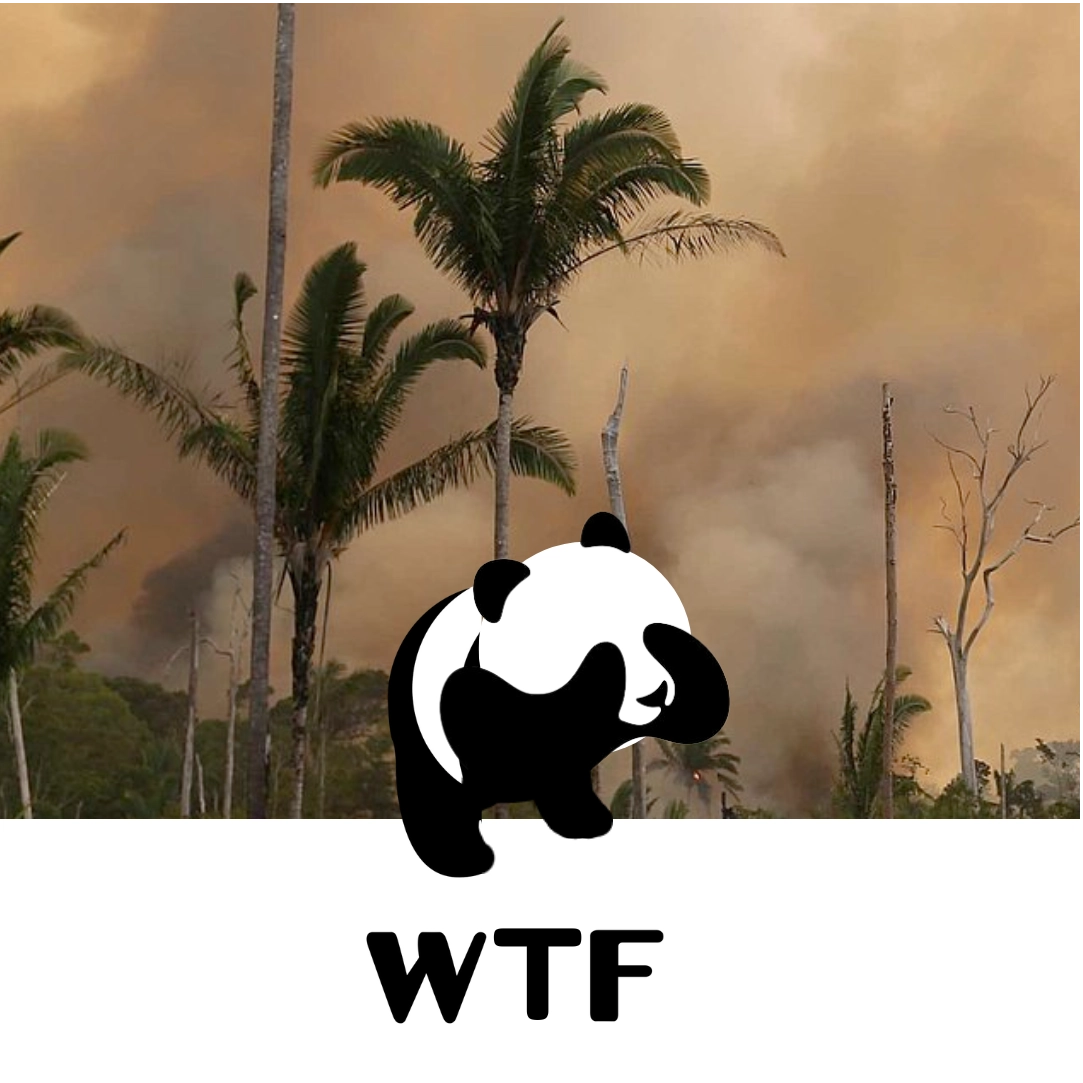Palm trees with thick smoke from wildfire in the background and a WWF panda style logo above the text 'WTF'.