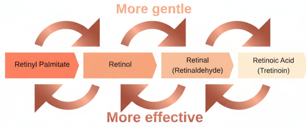 Vitamin A skincare conversion pathway chart retinyl palmitate to retinol retinaldehyde and tretinoin retinoic acid