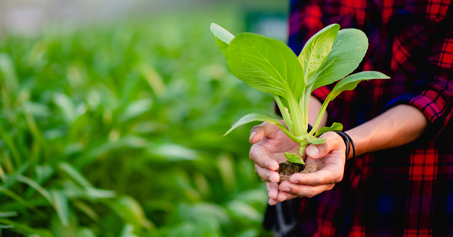 Organic Farming
