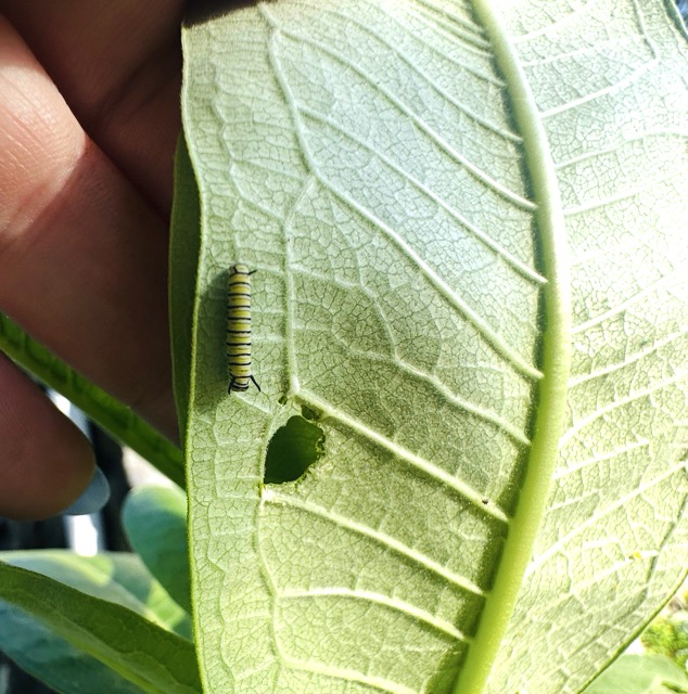 Tiny Trailblazers promotional image