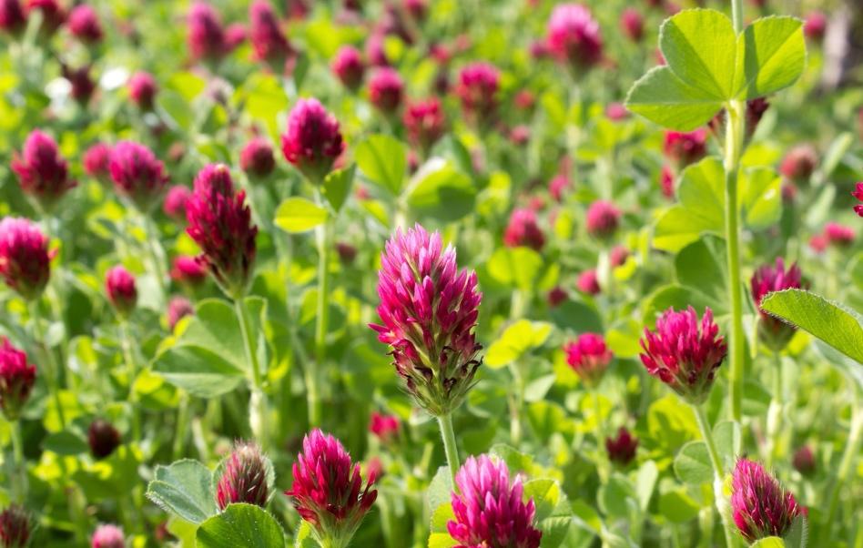 A close-up of a field of flowersDescription automatically generated