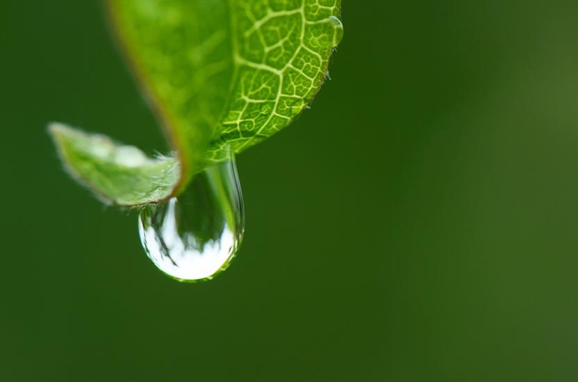 A water droplet on a leafDescription automatically generated
