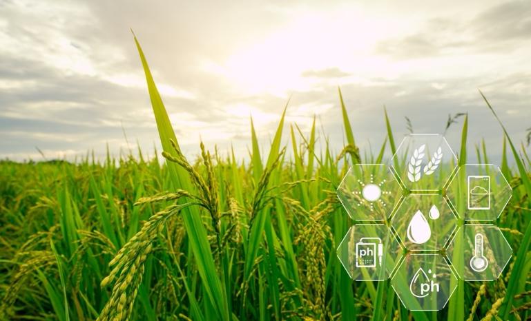 A close-up of a field of green grassDescription automatically generated