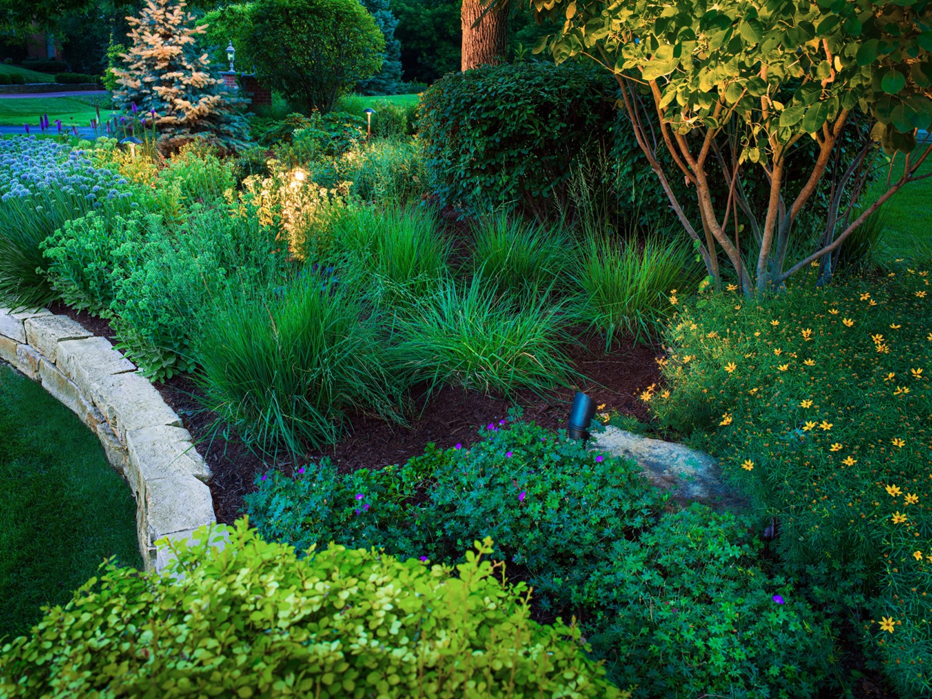Lush backyard garden with uplights illuminating shrubs, tree trunks, and layered landscape beds