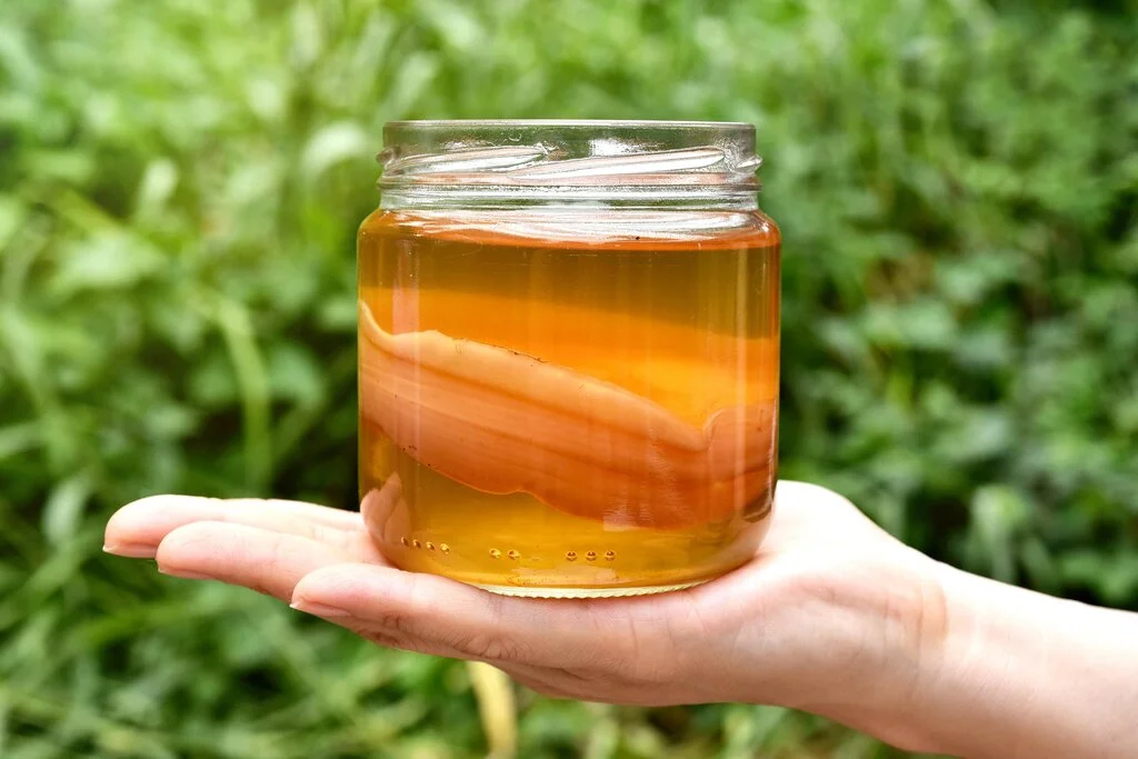 Cara Merawat Hotel Kombucha