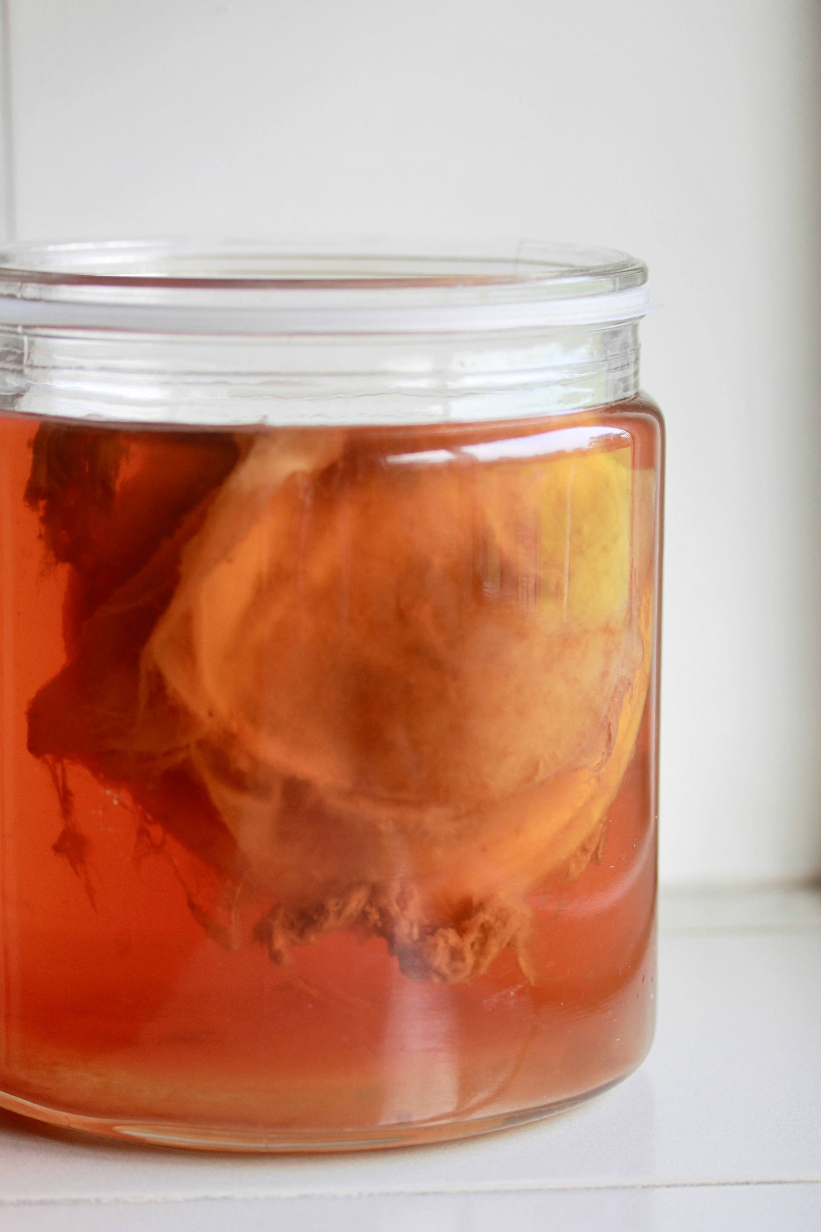 Ciri-ciri Jamur Kombucha Mati & Masa Kadaluarsa Teh Kombucha