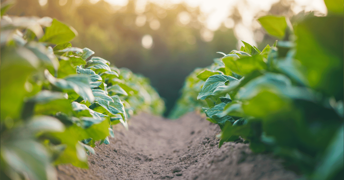 PRODUCTION MANAGER – GREENHOUSES – FM2718