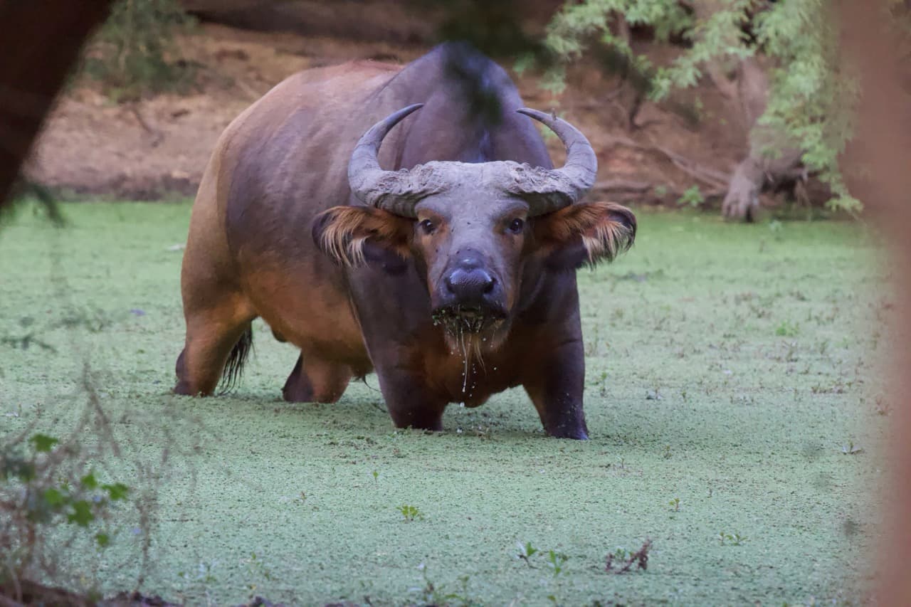 Végétation tropicale de la réserve de Dama, Ranch de Bango