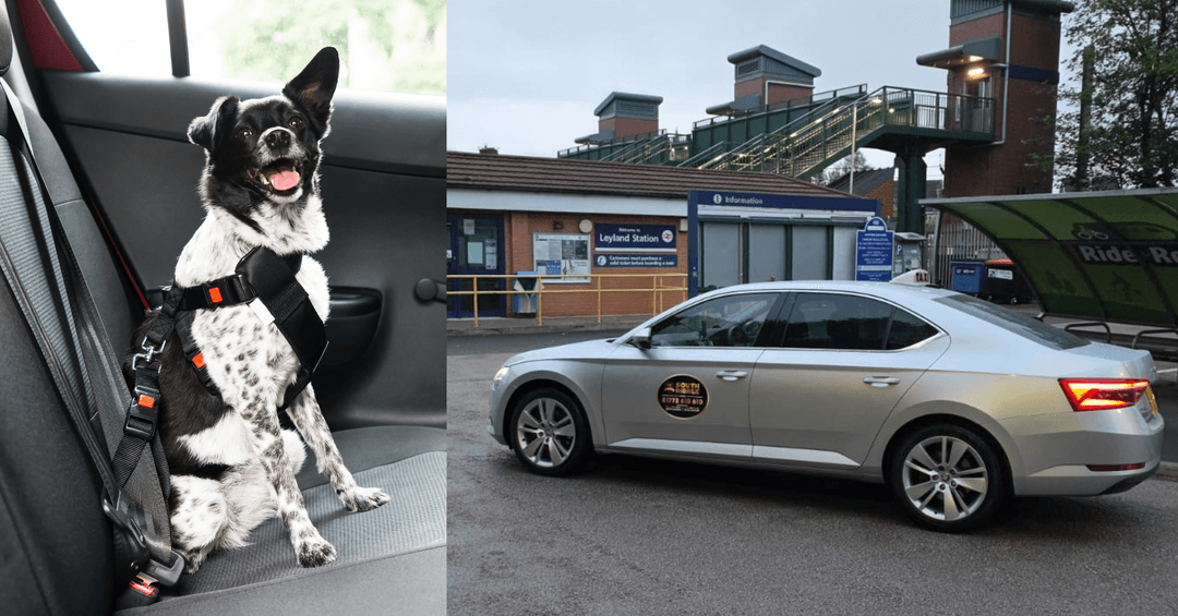 Best Dog Friendly Cabs Near You 