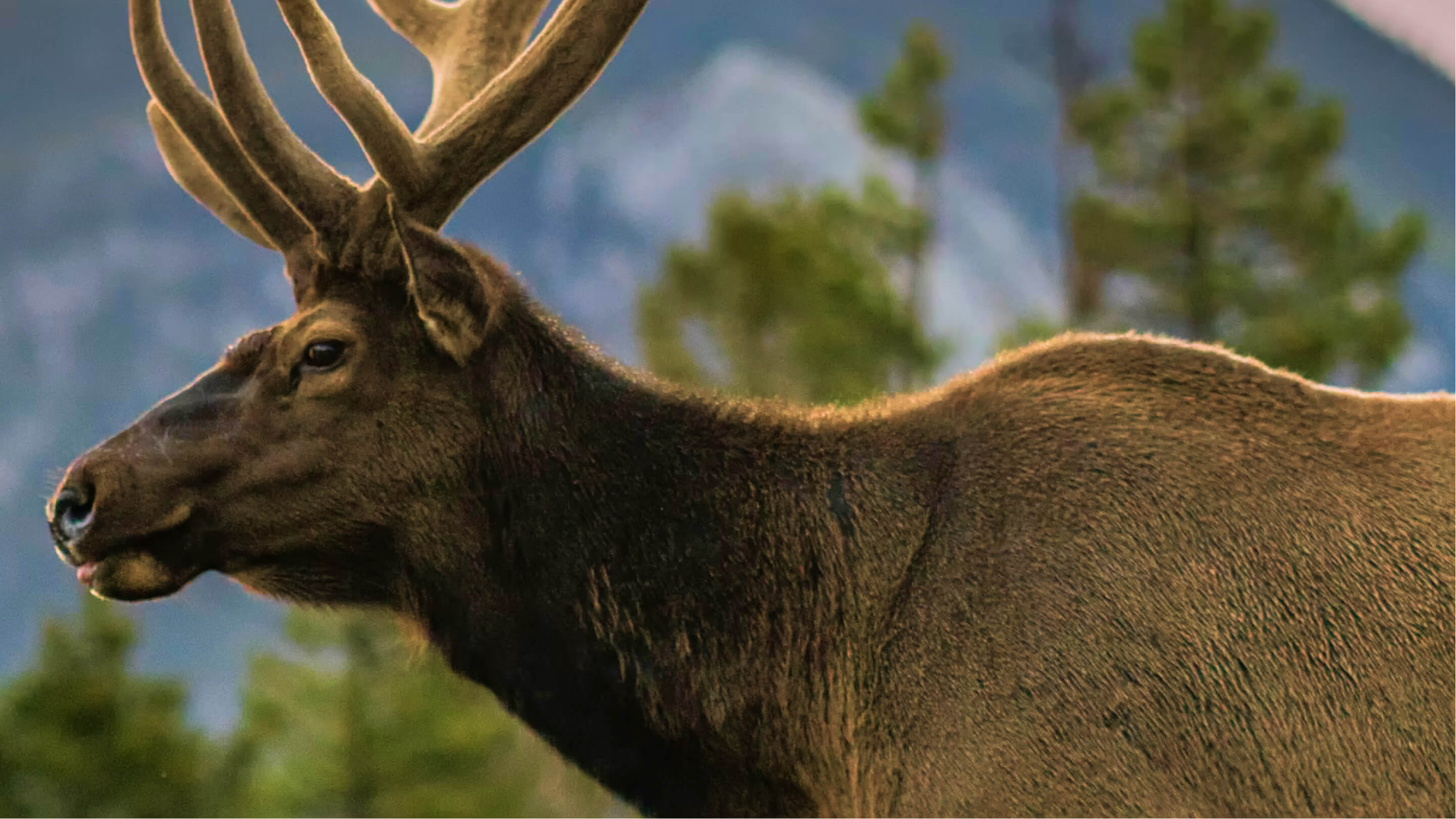The Eye of The Moose