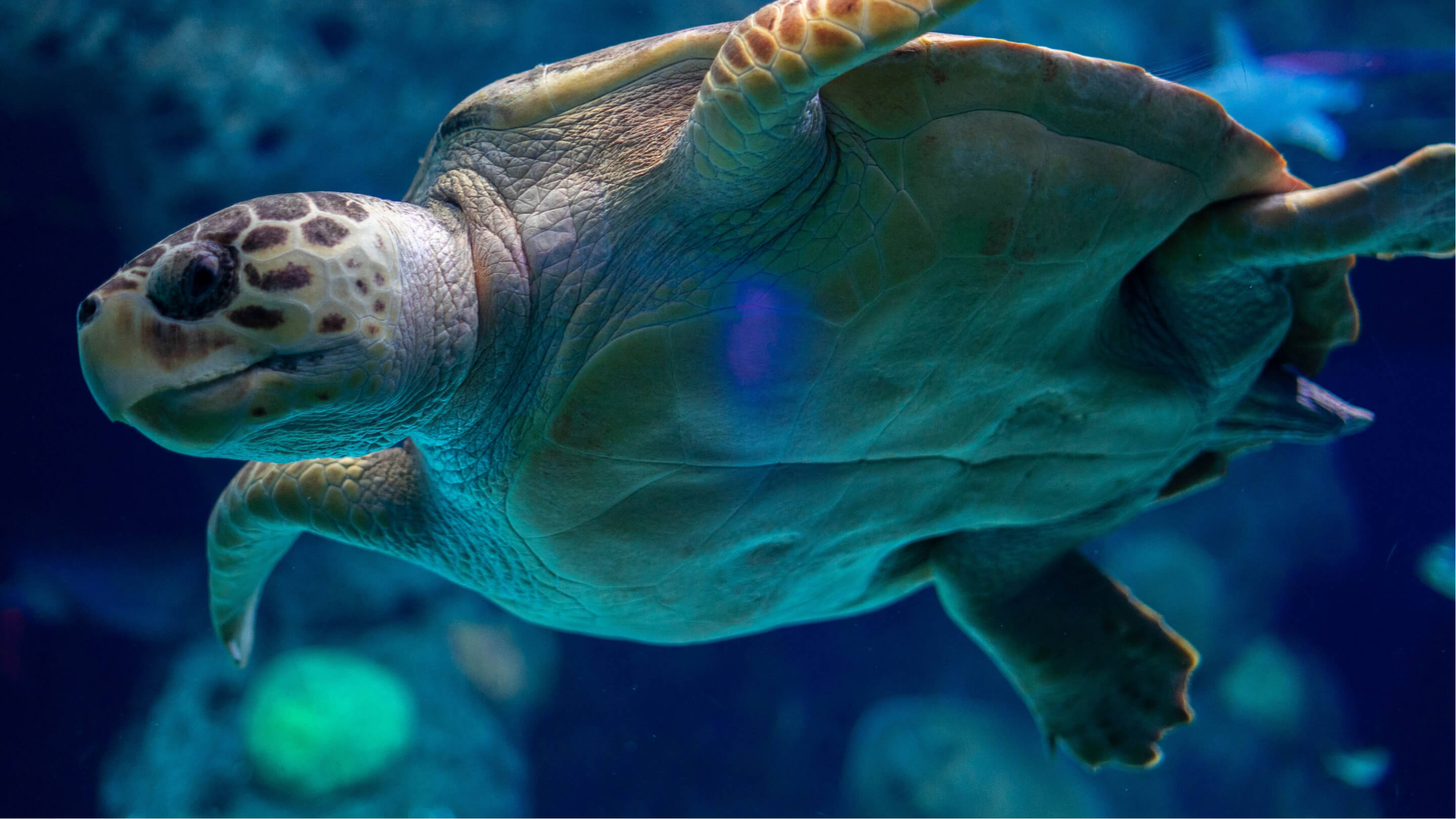 Turtle: The Odyssey