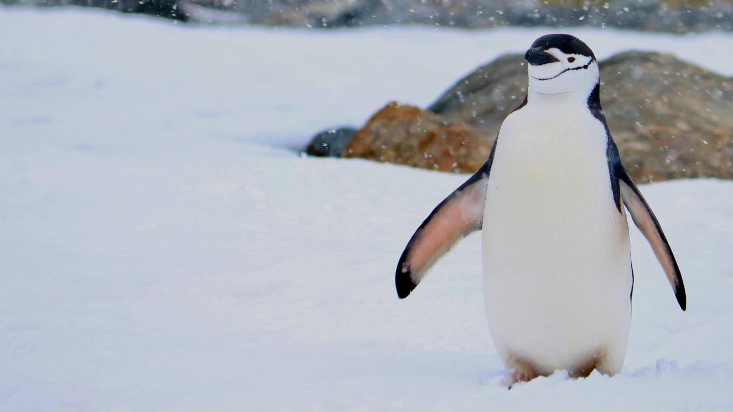 The Penguin Dance