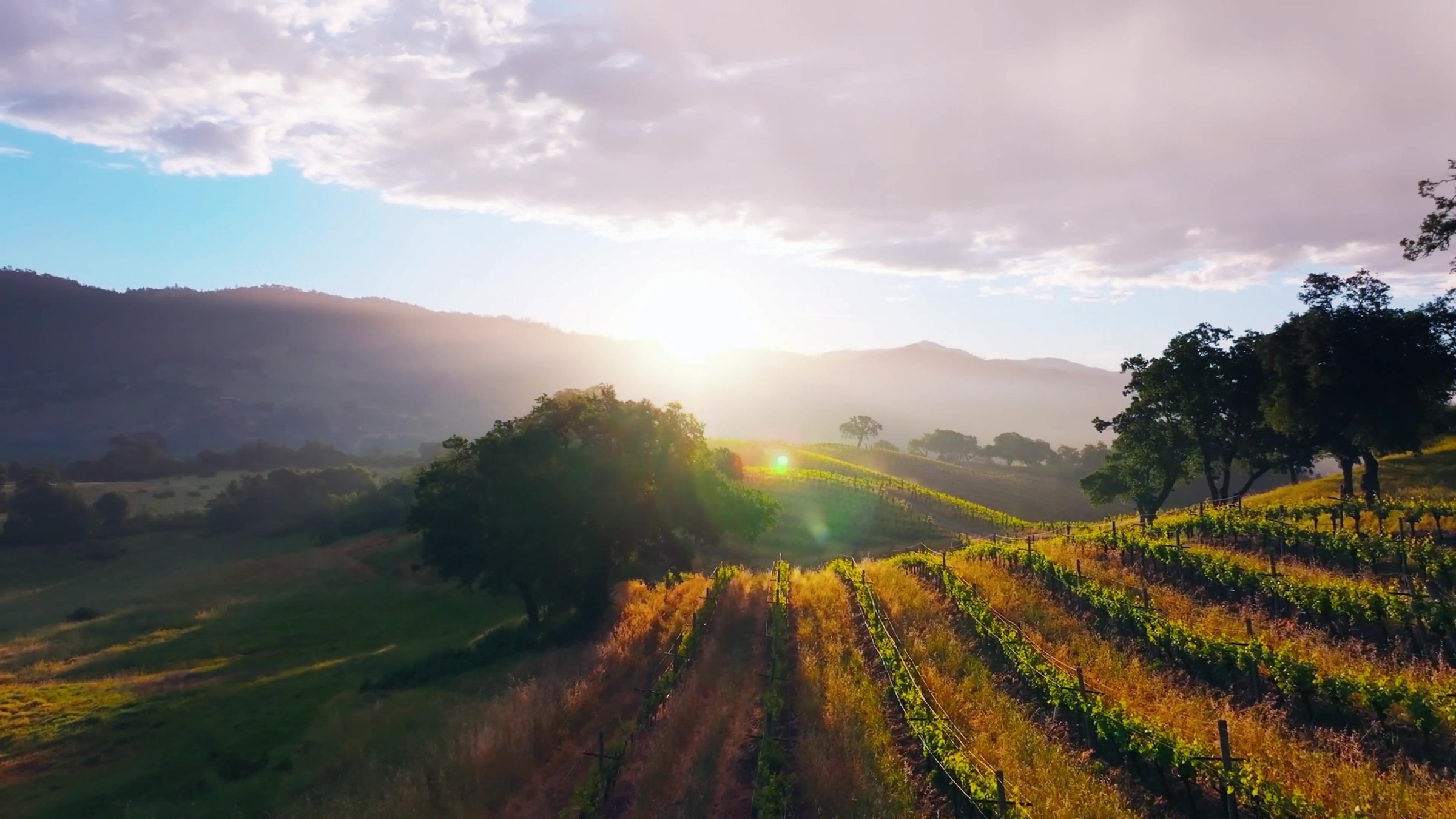 Sunrise over vineyards in Sonoma County