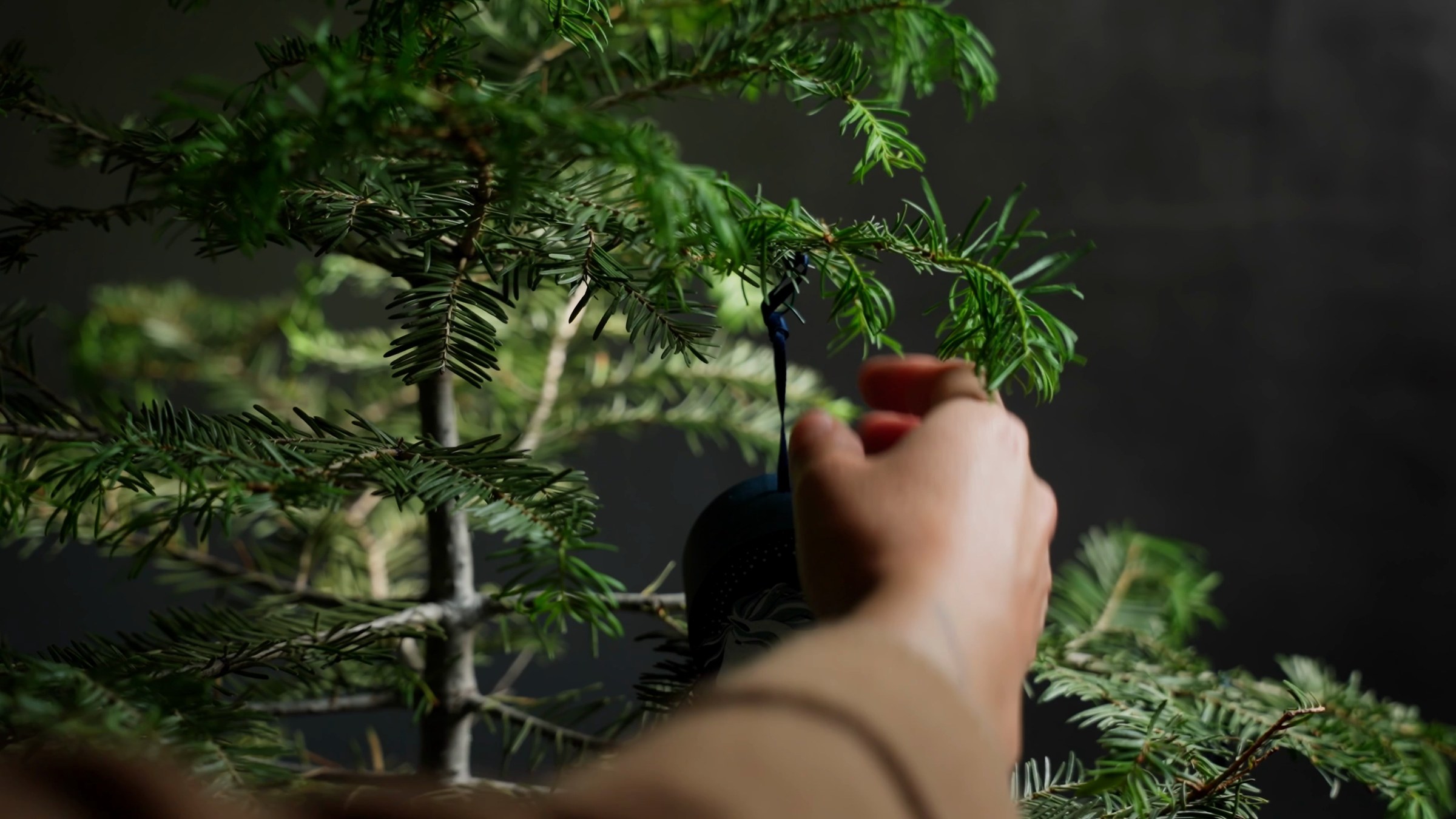 An ornament box being hung on an evergreen branch