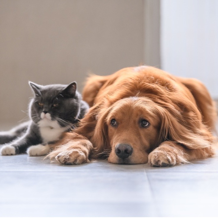 Itchy Pets and Fleas!