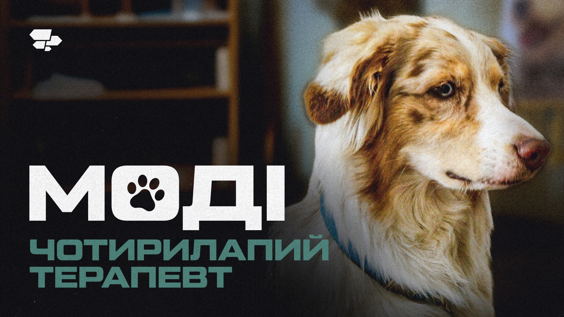 Каністерапія з АЗОВ.Супровід