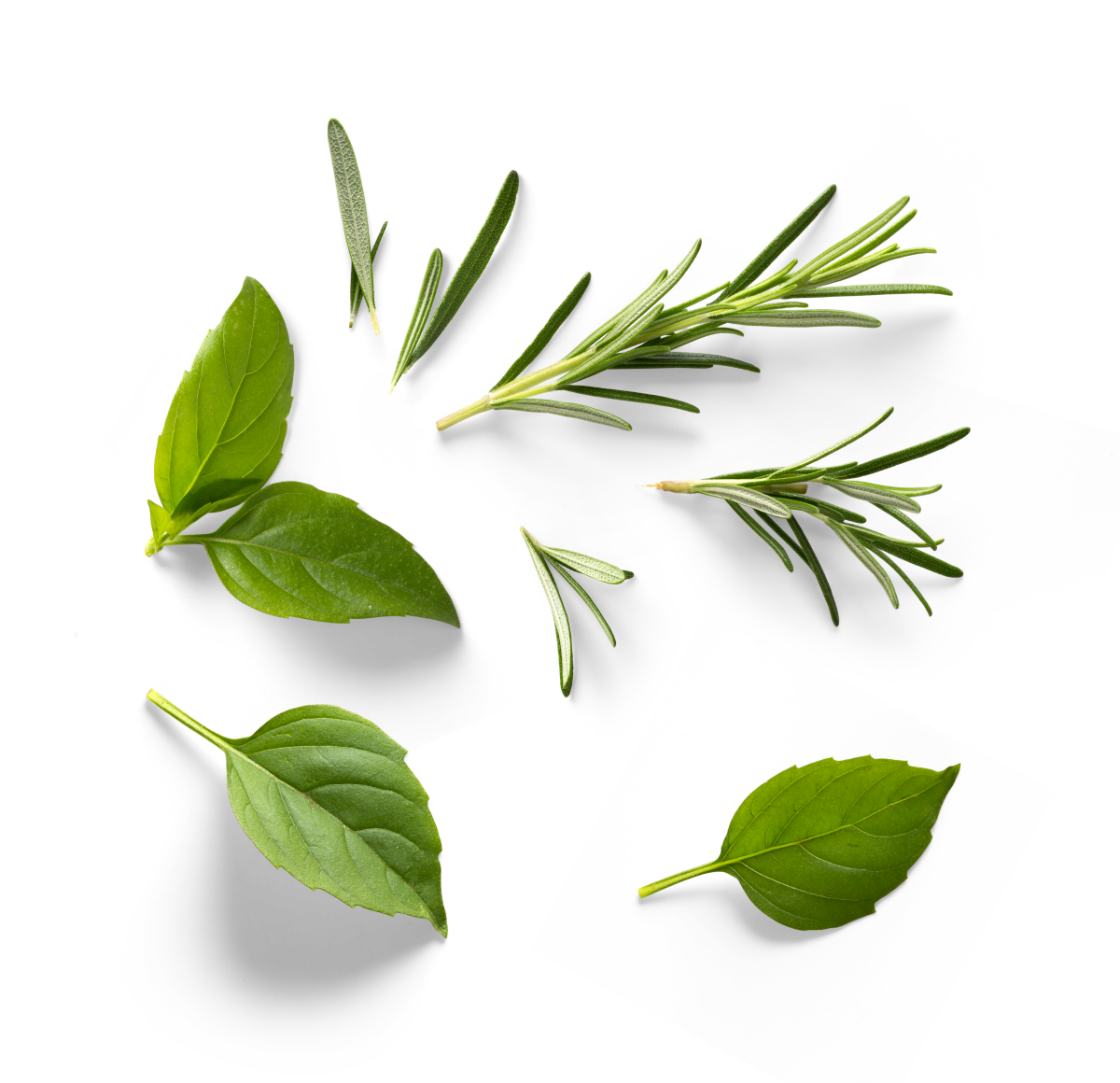 Frische grüne Basilikumblätter und Rosmarinzweige isoliert auf schwarzem Hintergrund.