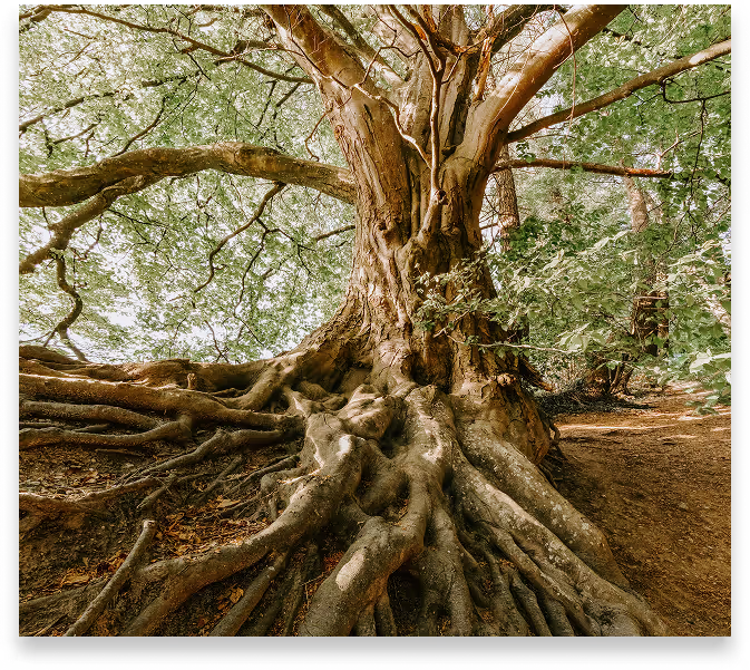 Hero Image - Fortify Capital