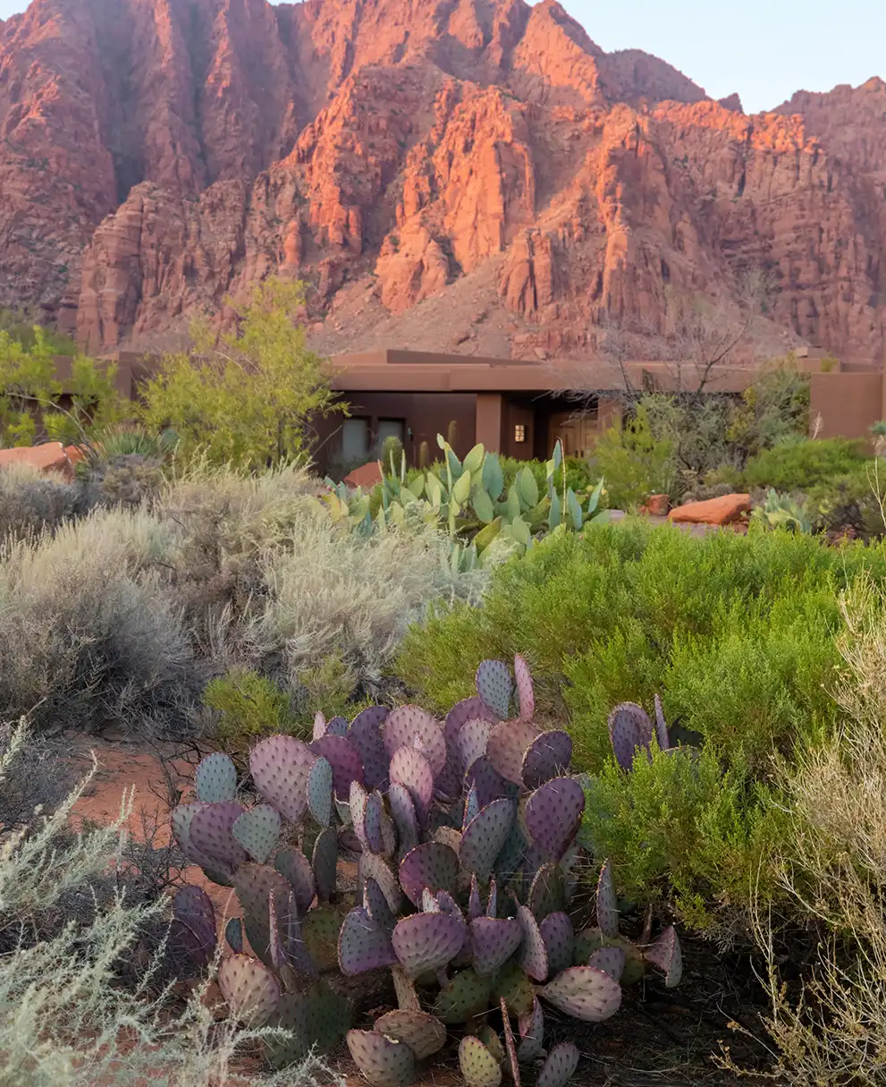 Desert home nestled against towering red cliffs with purple prickly pear cactus and native landscaping at sunset