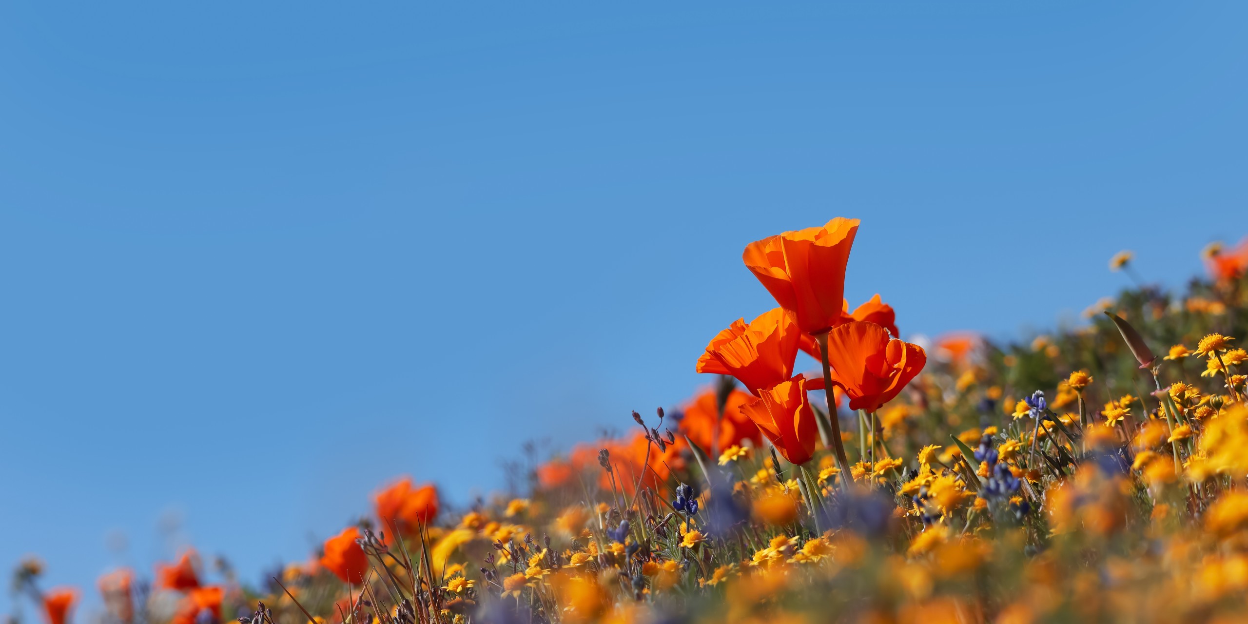 California Poppies