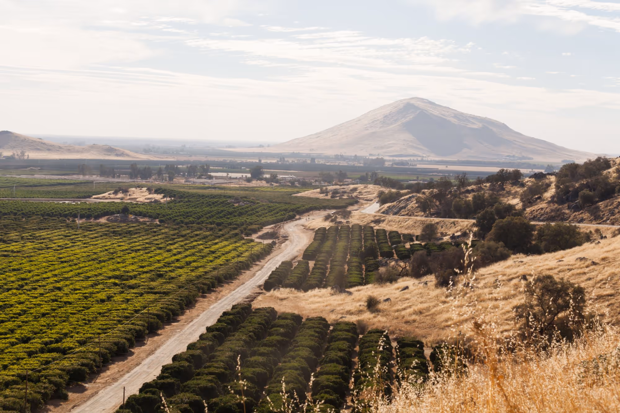 Vineyard in CA