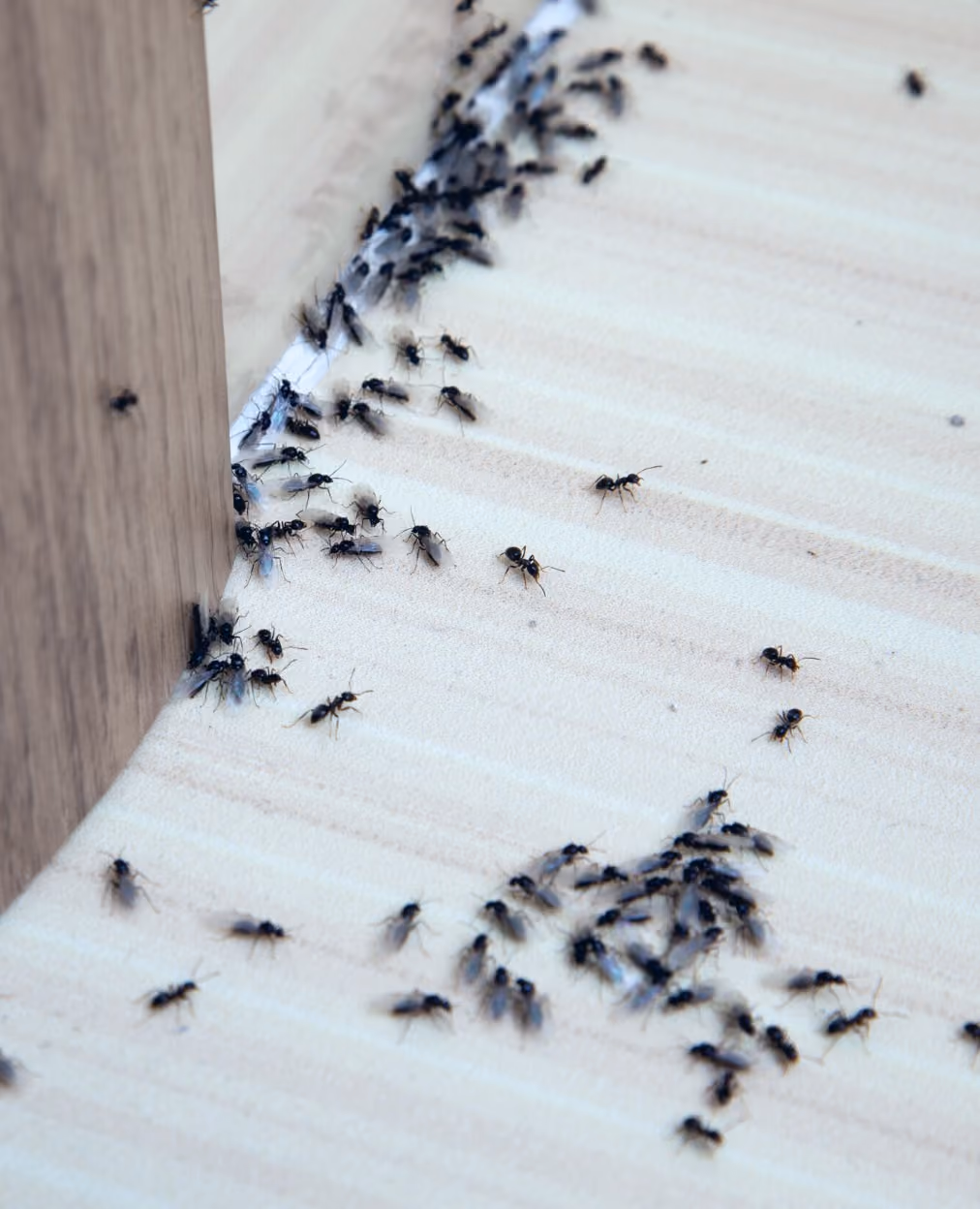 London pest control services