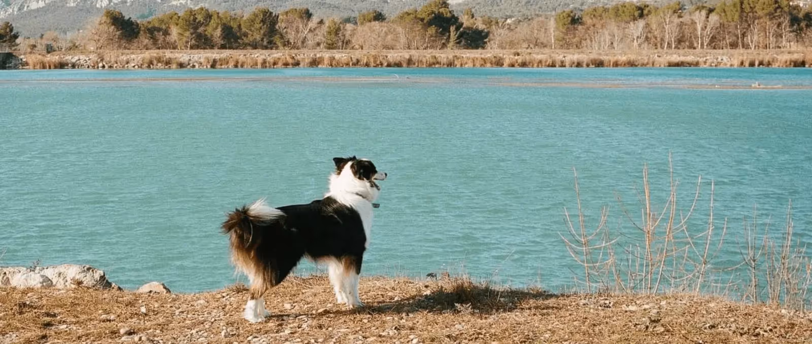 5 destinations où partir avec son chien en vacances