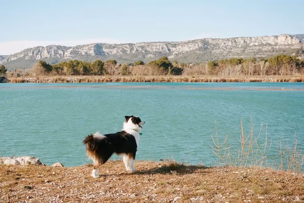 5 destinations où partir avec son chien en vacances