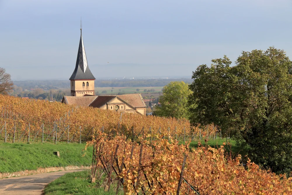 À la découverte de la route des vins en Alsace