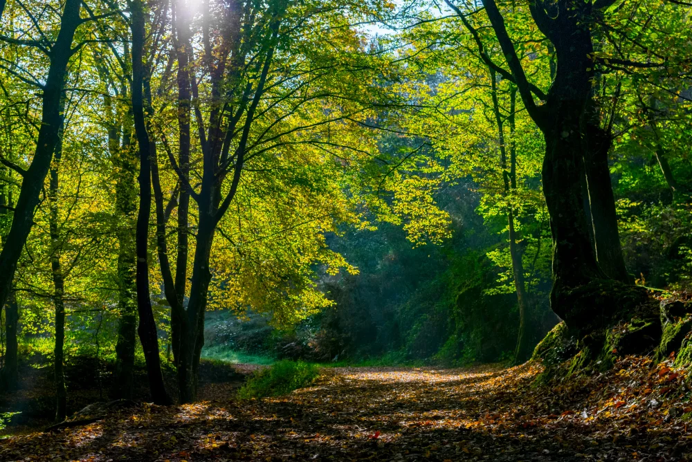 Forêt de Brocéliande : préparez un séjour légendaire