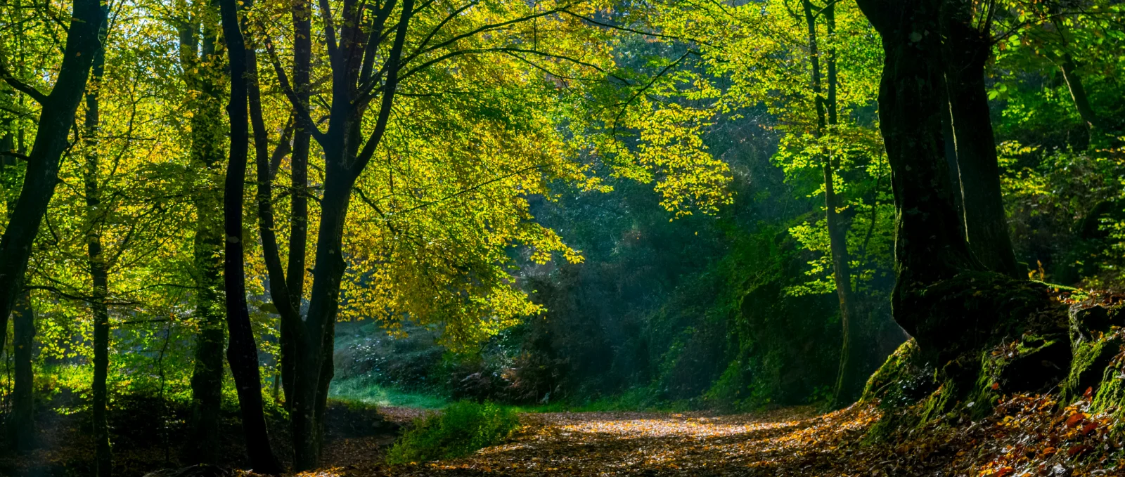 Forêt de Brocéliande : préparez un séjour légendaire