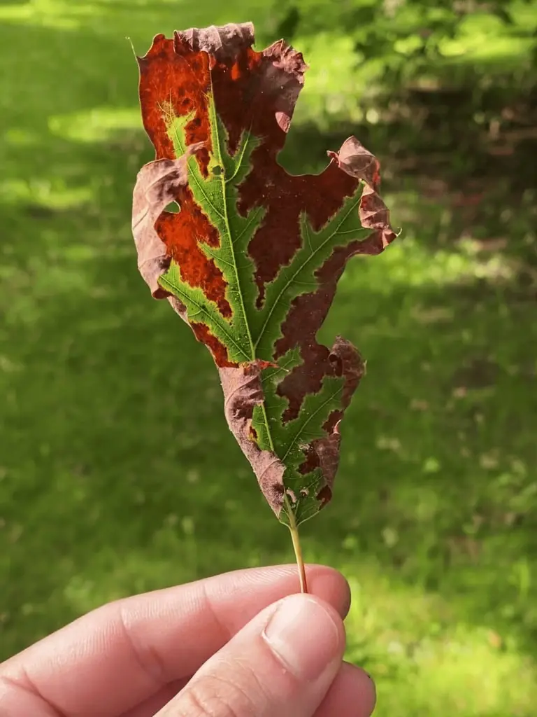 a hand holding a small half sunburnt leaf